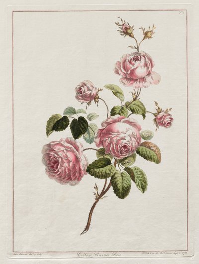 自然の後に描かれた花のコレクション-キャベツ州ローズ、1801年。 作： John Edwards