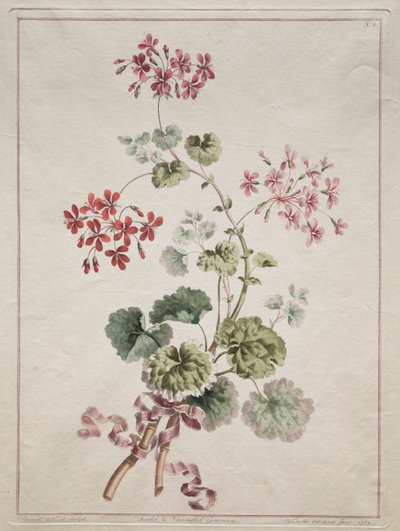 自然が描く花々コレクション 第6回 緋色と斑入りのゼラニウム 作： John Edwards