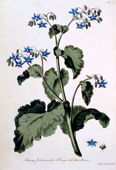 青い花のルリageサ、「The British Herbalist」のイラスト、1770年3月 作： John Edwards