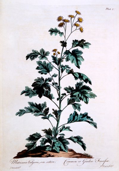一般的なまたは庭のナツシロギク、「イギリスの薬草」からのイラスト、1770年3月 作： John Edwards