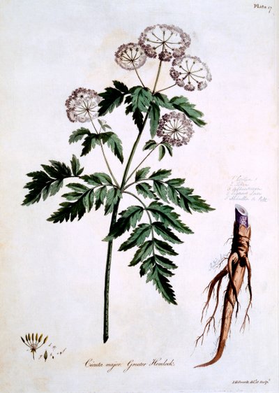 グレーターヘムロック[チクタメジャー]、ジョンエドワーズによる「The British Herbal」のイラスト、1770年3月発行 作： John Edwards