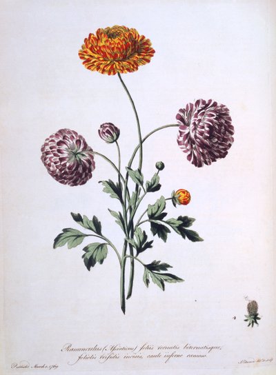 ラナンキュラス、 &39;The British Herbalist&39;のイラスト、1769 作： John Edwards