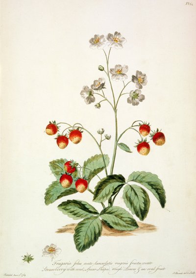 ストロベリー: 楕円形の槍の形をした粗い葉と、「The British Herbal...」の楕円形の果実 作： John Edwards