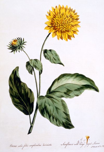 大きなギザギザの葉のヒマワリ、「The British Herbalist」のイラスト、1770年3月発行 作： John Edwards