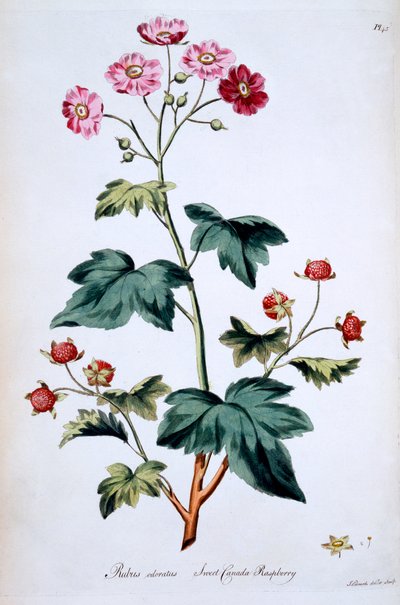スウィートカナダラズベリー[Rubus odoratus]、ジョンエドワーズの「The British Herbal」のイラスト、1770年3月発行 作： John Edwards