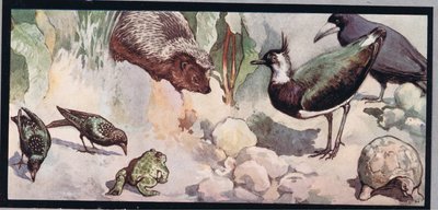 1919年に出版されたGladys Davidsonによる「Helpers Without Hands」の野生生物のイラスト（カラーリソ） 作： John Edwin Noble