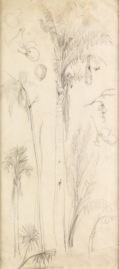 ヤシの木（紙に鉛筆） 作： John Everett Millais