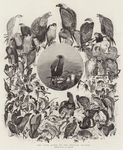 イギリス諸島の陸鳥 作： John Everett Millais
