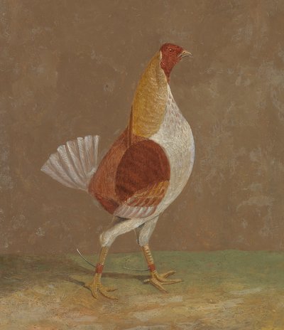 闘鶏：胸の白い闘鶏、右向き 作： John Frederick Herring