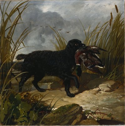 1849年のマガモドレイクを回収するアイルランドの水スパニエル 作： John Frederick Herring Senior