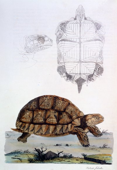 Testudo Sulcata、1796年（手塗りの彫刻） 作： John Frederick Miller