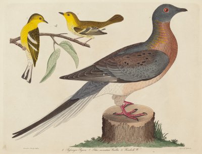 Passenger Pigeon、Blue-mountain Warbler、Hemlock Warbler、1808-1814年に発行されました。 作： John G. Warnicke