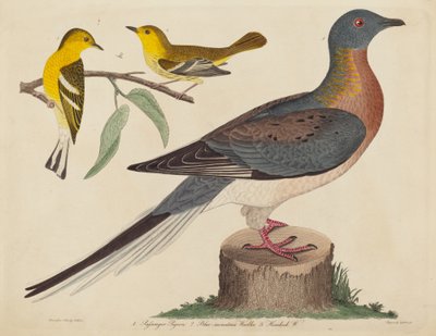 Passenger Pigeon、Blue-mountain Warbler、および Hemlock Warbler、1808 ～ 1814 年に発行。 作： John G. Warnicke