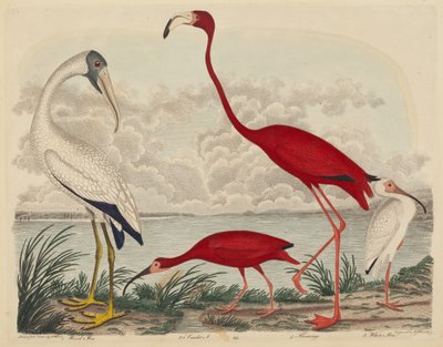木のトキ、緋のトキ、フラミンゴ、白のトキ、1808年から1814年に出版された。 作： John G. Warnicke