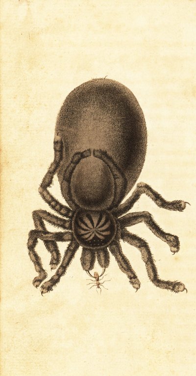Pinktoe タランチュラ、Avicularia avicularia。 ,1800年（刻印） 作： John Gabriel Stedman