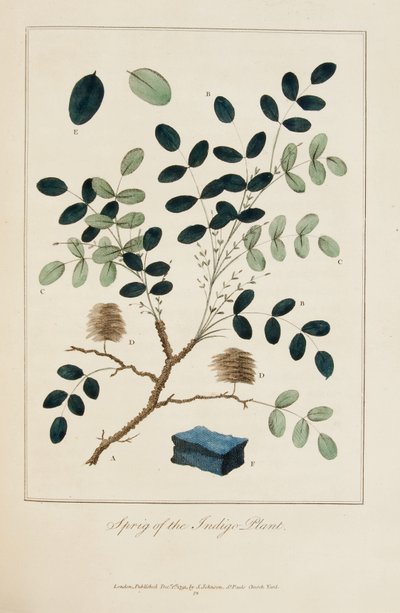 藍の小枝 作： John Gabriel Stedman