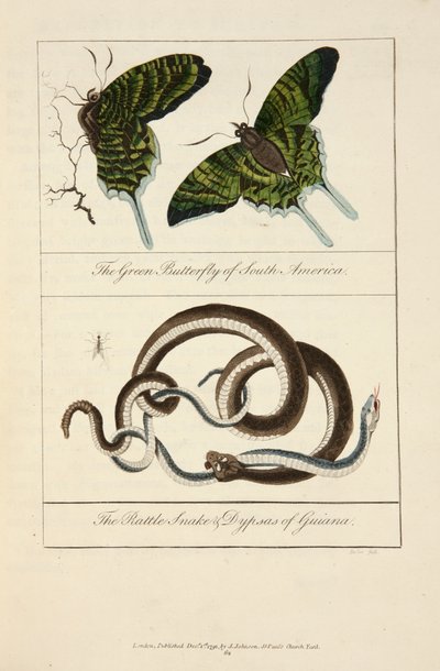 南米のアオタテハとギアナのガラガラヘビとディプサス 作： John Gabriel Stedman