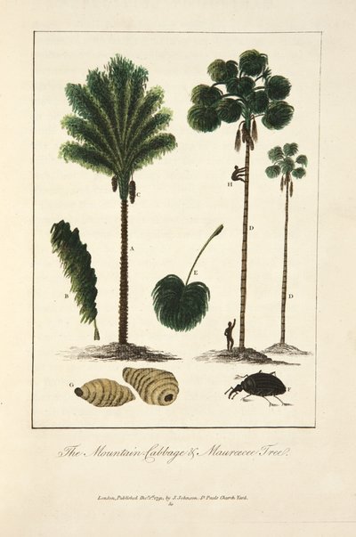山菜とマウレシーの木 作： John Gabriel Stedman
