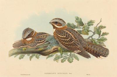 カプリムルグス・ルフィコリスクリエイター：ジョン・グールド、ヘンリー・コンスタンティン・リヒター 作： John Gould and Henry Constantine Richter John Gould and Henry Constantine Richter