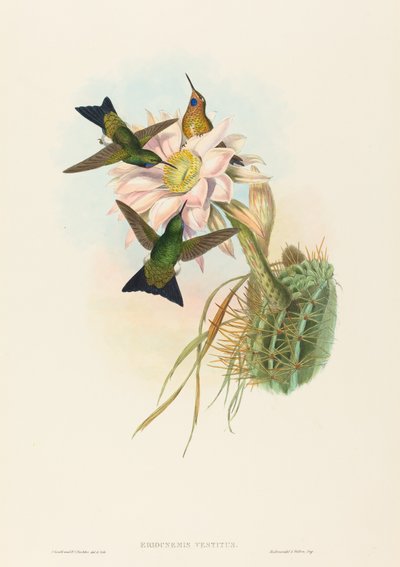 Eriocnemis vestitus Glowing Puff-Leg。 作成者: ジョン・グールド、ヘンリー・コンスタンティン・リヒター。 作： John Gould and Henry Constantine Richter John Gould and Henry Constantine Richter