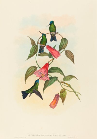 Eucephala smaragdocaerulea グールドのウッド ニンフ。 作成者: ジョン・グールド、ヘンリー・コンスタンティン・リヒター。 作： John Gould and Henry Constantine Richter John Gould and Henry Constantine Richter