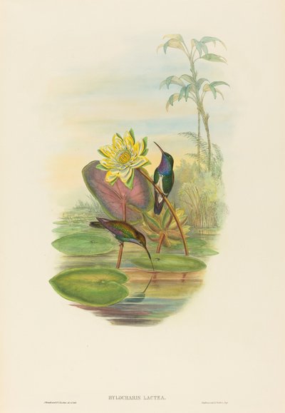 Hylocharis lactea サファイア ブレスト エメラルド。 作成者: ジョン・グールド、ヘンリー・コンスタンティン・リヒター。 作： John Gould and Henry Constantine Richter John Gould and Henry Constantine Richter