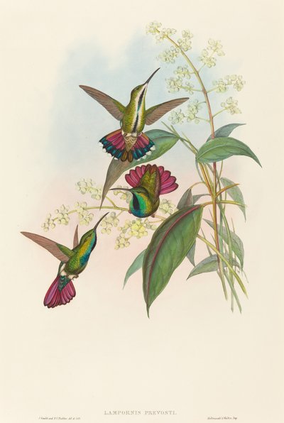 Lampornis prevosti.クリエイター。ジョン・グールド、ヘンリー・コンスタンティン・リヒター 作： John Gould and Henry Constantine Richter John Gould and Henry Constantine Richter