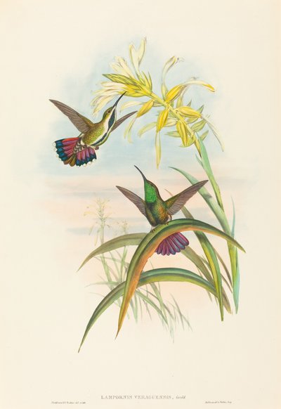 Lampornis veraguensis Veraguan マンゴー。 作成者: ジョン・グールド、ヘンリー・コンスタンティン・リヒター。 作： John Gould and Henry Constantine Richter John Gould and Henry Constantine Richter