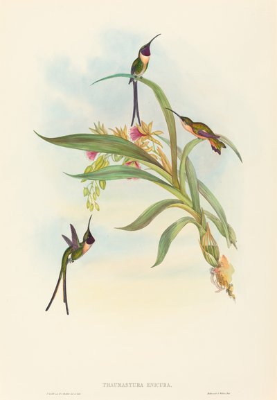 Tharmastura enicura Slender Shear-Tail。 作成者: ジョン・グールド、ヘンリー・コンスタンティン・リヒター。 作： John Gould and Henry Constantine Richter John Gould and Henry Constantine Richter