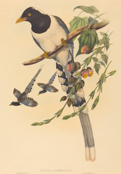 Urocissa magnirostris、おそらく 18501883。作成者: John Gould、Henry Constantine Richter。 作： John Gould and Henry Constantine Richter John Gould and Henry Constantine Richter