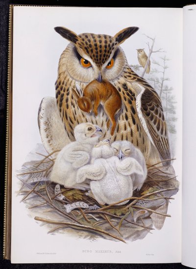 「ヨーロッパの鳥」からのカラフトフクロウと雛、1832-37年に出版 作： John Gould