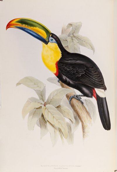 Ramphastidae、またはオオハシ科のモノグラフ、初版、1834年発行 作： John Gould