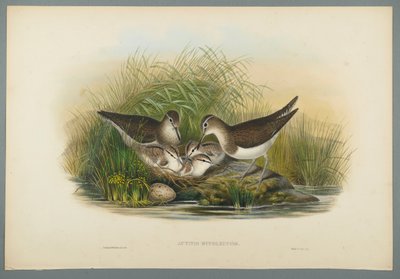 Actitis Hypoleucos-サマースナイプ（織り紙にカラーリソ） 作： John Gould