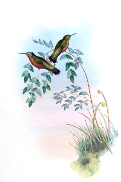 Adelomyia castaneiventris = Lampornis castaneoventris 作： John Gould