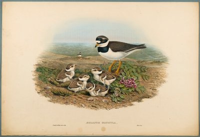 Aegialitis Hiaticula-リングプロバー（織り紙の色リソ） 作： John Gould