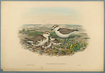 Aegialophilus Cantianus-ケンティッシュプロバー（織り紙にカラーリソ） 作： John Gould