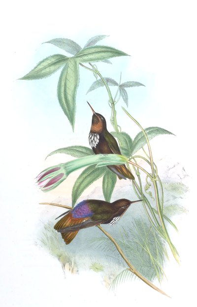 Aglaeactisカステルナウイ 作： John Gould
