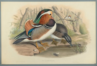 Aix Galericulata：アヒル（織り紙にカラーリソ） 作： John Gould