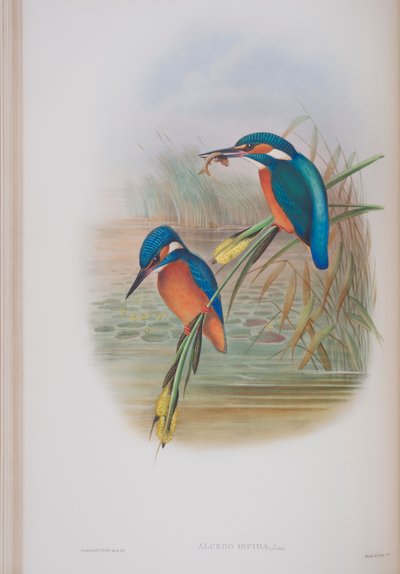 アルセドイスピダ、ジョングールド著英国の鳥のプレート、1862〜73年公開（手彩色のリソ） 作： John Gould