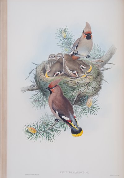 Ampelis Garrulus、ジョングールドによるイギリスの鳥のプレート、1862〜73年公開（手彩色のリソ） 作： John Gould