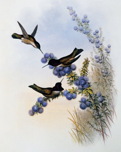 アンナのハチドリ（Calypte anna）、ジョン・グールド（1804-1881）による「Monograph of Trochilidae or Humming Birds」（1849-1861）からの抜粋、イギリス 作： John Gould
