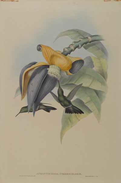 Aphantochroa Cirrhochloris：ソンブレハミングバード 作： John Gould