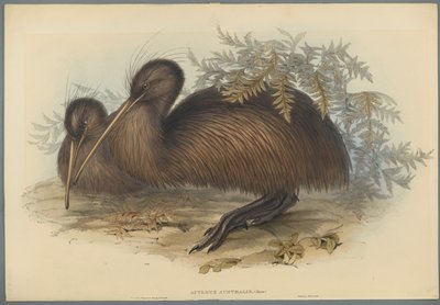 Apteryx Australis（織り紙のカラーリソ） 作： John Gould