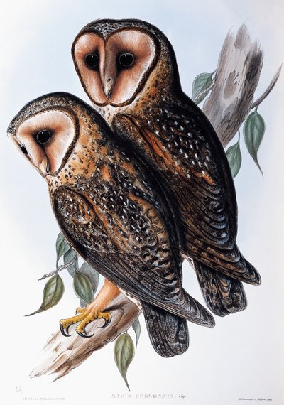 Australian Masked-Owl (Strix personata), リトグラフ, Birds of Australiaより 作： John Gould