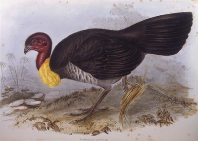 オーストラリアのブラッシュターキー（Alectura lathami）、ジョン・グールドによるエングレーヴィング 作： John Gould
