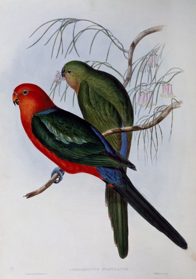 オーストラリアのキングパロット（Alisterus scapularis）、ジョン・グールド（1804-1881）とヘンリー・コンスタンティン・リヒター（1821-1902）の彫刻作品。イギリス 作： John Gould