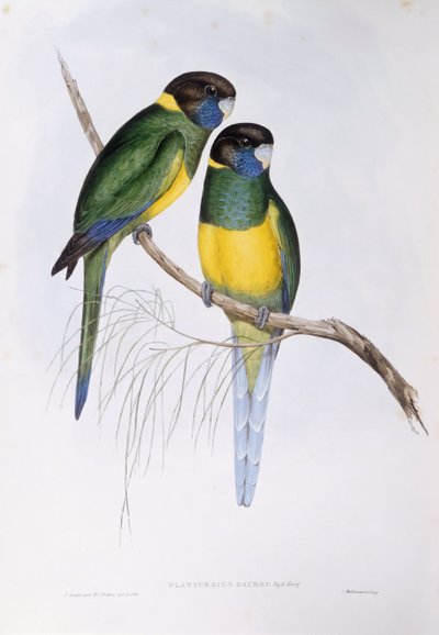 オーストラリアン・リングネック（Barnardius or Platycercus zonarius）、ジョン・グールドによるエングレーヴィング 作： John Gould