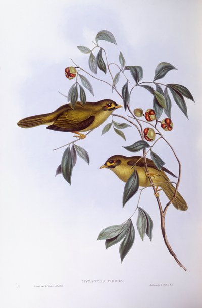 ベルミネーター（Mannorina melanophrys）、ジョン・グールドによるエングレーヴィング 作： John Gould