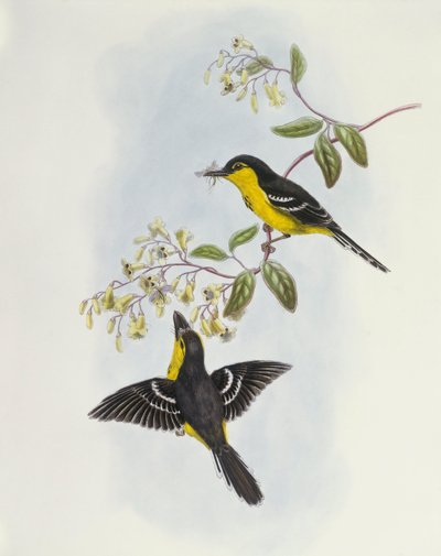 ブラックブレスト・ボートビル（Machaerirhynchus nigripectus）、ジョン・グールドによるエングレーヴィング 作： John Gould