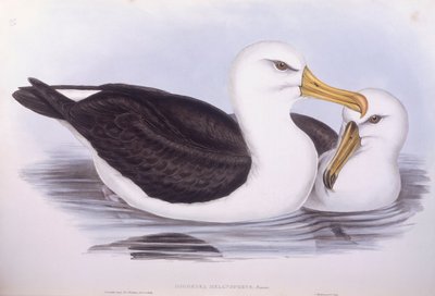 黒眉アホウドリ（Diomedea o Thalassarche melanophrys）、ジョン・グールドによるエングレーヴィング 作： John Gould